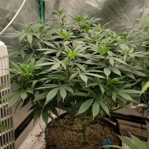 Dragon Mints 4💥 [4/29] growlog timeline photo