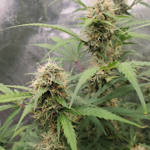Wedding Cake Auto 1 [3/4] growlog timeline photo