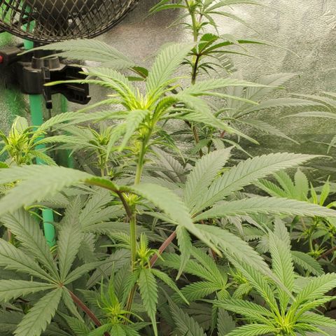 Scooby Snacks 1i 🐕 [4/15] growlog timeline photo