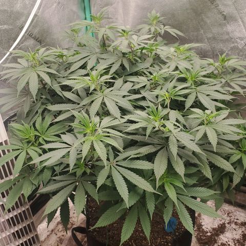 Dragon Mints 4💥 [4/29] growlog timeline photo