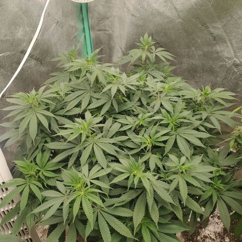 Dragon Mints 4💥 [4/29] growlog timeline photo