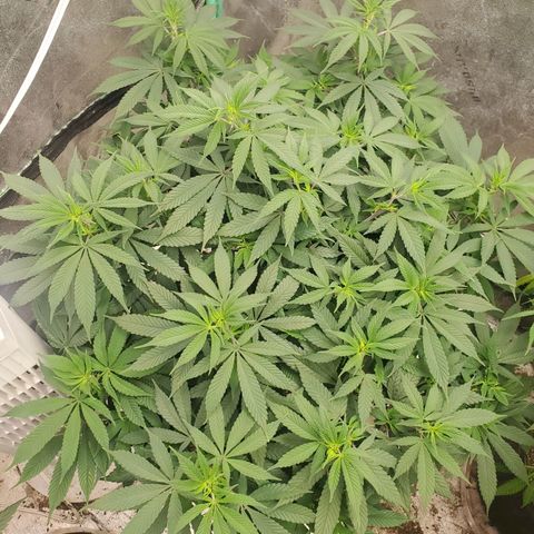 Dragon Mints 4💥 [4/29] growlog timeline photo