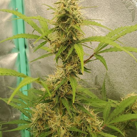 Wedding Cake Auto 1 [3/4] growlog timeline photo