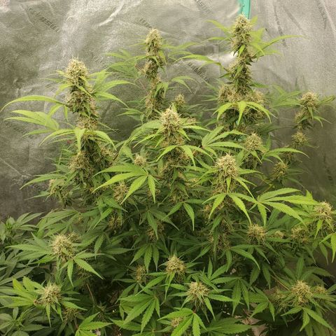 Wedding Cake Auto 1 [3/4] growlog timeline photo