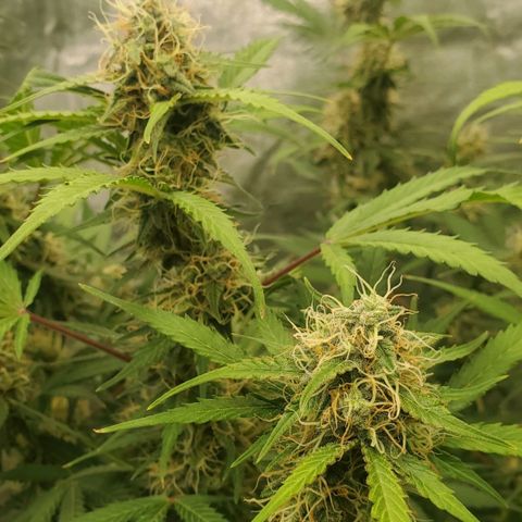 Wedding Cake Auto 1 [3/4] growlog timeline photo