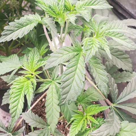 Vanilla Drip 1🍦 [6/24] growlog timeline photo