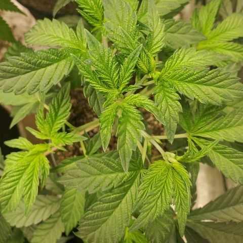 Vanilla Drip 1🍦 [6/24] growlog timeline photo