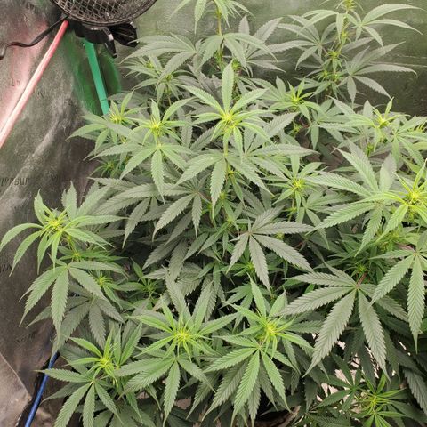 Scooby Snacks 1i 🐕 [4/15] growlog timeline photo