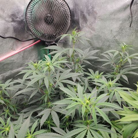Scooby Snacks 1i 🐕 [4/15] growlog timeline photo