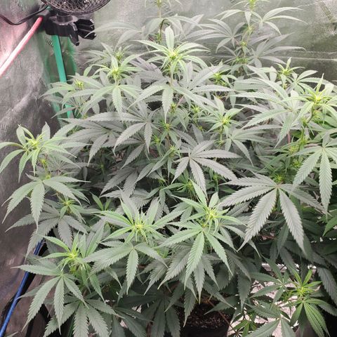 Scooby Snacks 1i 🐕 [4/15] growlog timeline photo