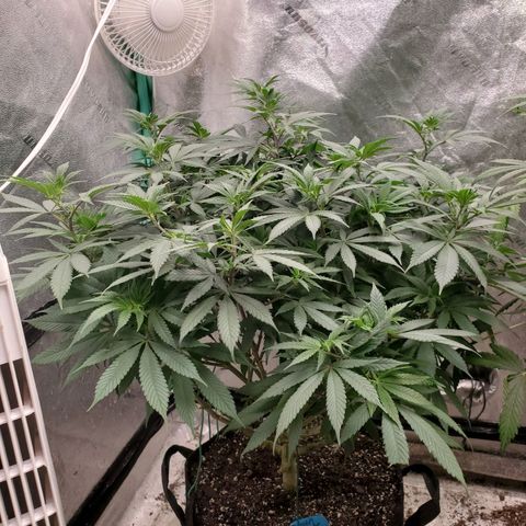 Dragon Mints 4💥 [4/29] growlog timeline photo