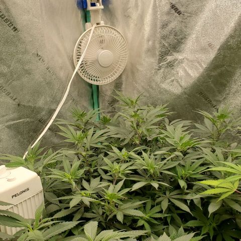 Dragon Mints 4💥 [4/29] growlog timeline photo