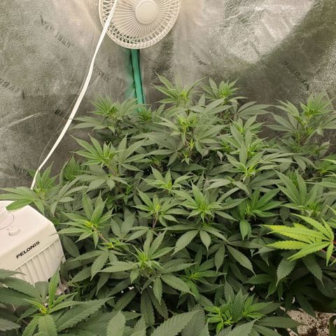 Dragon Mints 4💥 [4/29] growlog timeline photo