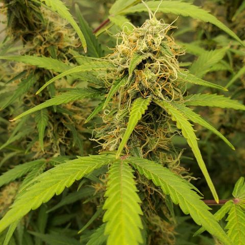 Wedding Cake Auto 1 [3/4] growlog timeline photo