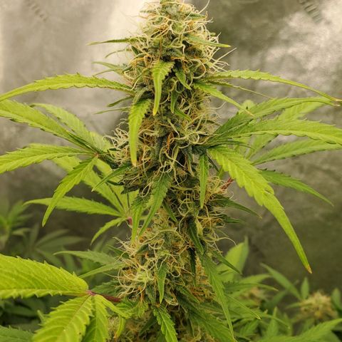 Wedding Cake Auto 1 [3/4] growlog timeline photo