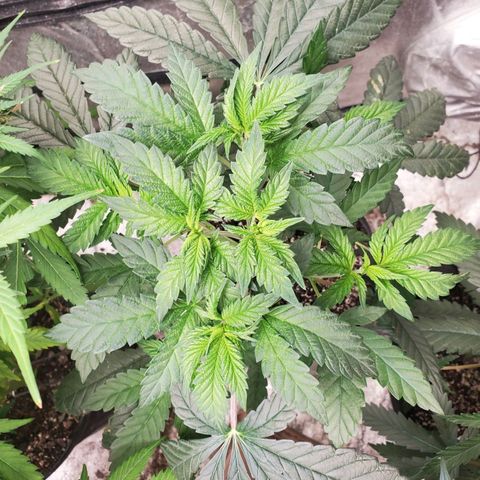 Vanilla Drip 1🍦 [6/24] growlog timeline photo