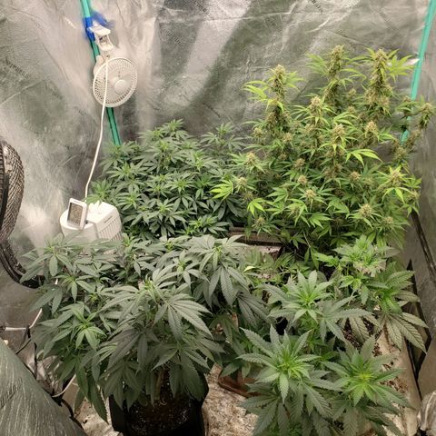 Dragon Mints 4💥 [4/29] growlog timeline photo