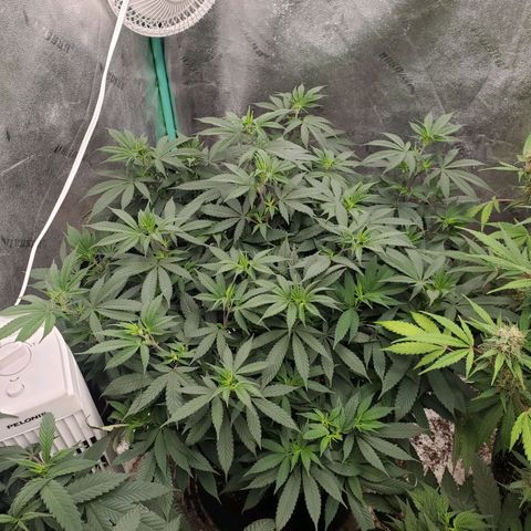 Dragon Mints 4💥 [4/29] growlog timeline photo