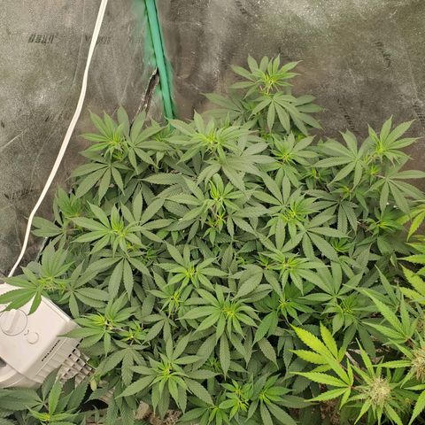 Dragon Mints 4💥 [4/29] growlog timeline photo