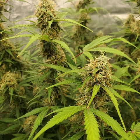 Wedding Cake Auto 1 [3/4] growlog timeline photo