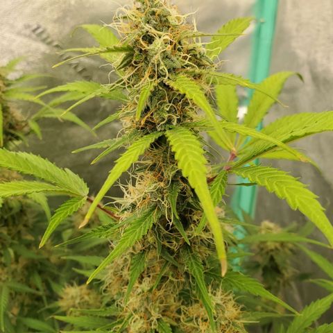 Wedding Cake Auto 1 [3/4] growlog timeline photo