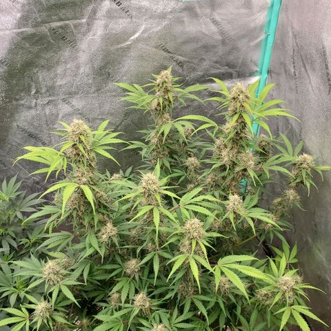 Wedding Cake Auto 1 [3/4] growlog timeline photo