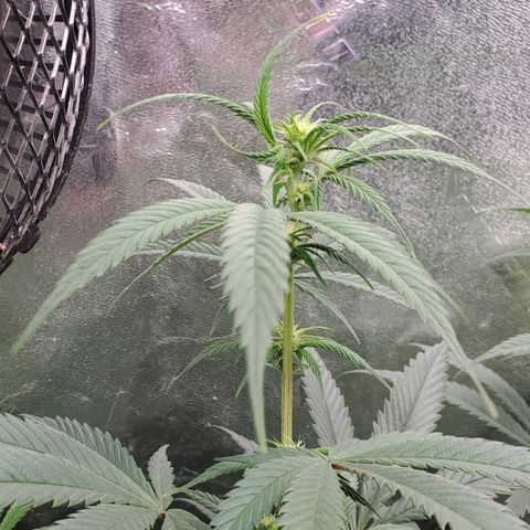 Scooby Snacks 1i 🐕 [4/15] growlog timeline photo