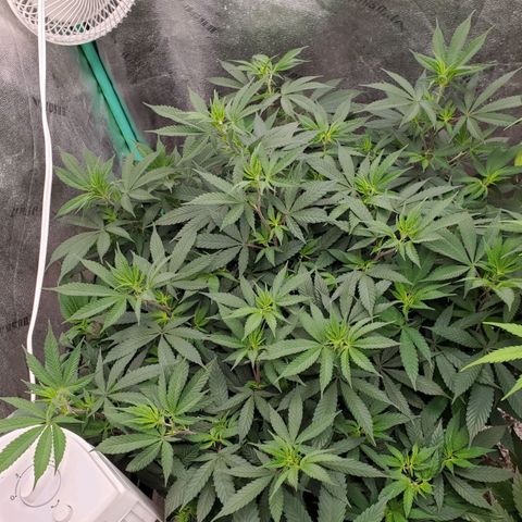 Dragon Mints 4💥 [4/29] growlog timeline photo