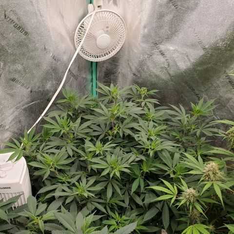 Dragon Mints 4💥 [4/29] growlog timeline photo