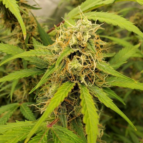Wedding Cake Auto 1 [3/4] growlog timeline photo