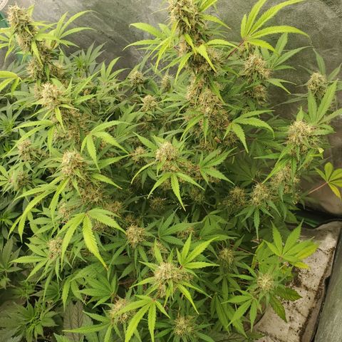 Wedding Cake Auto 1 [3/4] growlog timeline photo