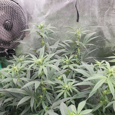 Scooby Snacks 1i 🐕 [4/15] growlog timeline photo