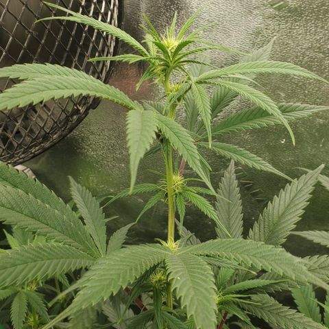 Scooby Snacks 1i 🐕 [4/15] growlog timeline photo