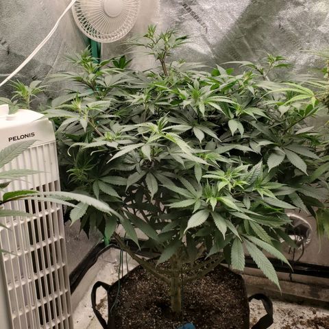 Dragon Mints 4💥 [4/29] growlog timeline photo