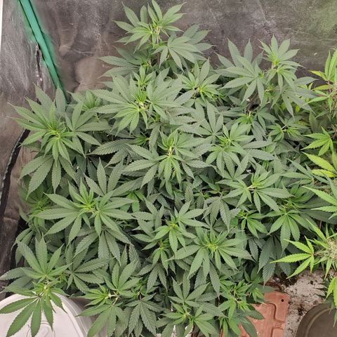 Dragon Mints 4💥 [4/29] growlog timeline photo