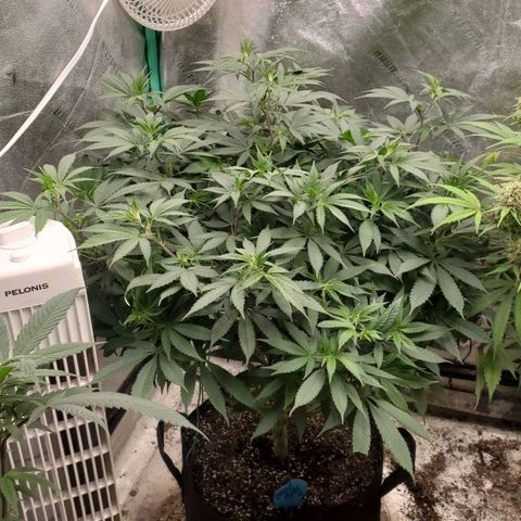 Dragon Mints 4💥 [4/29] growlog timeline photo