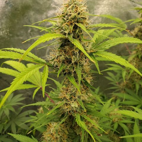 Wedding Cake Auto 1 [3/4] growlog timeline photo