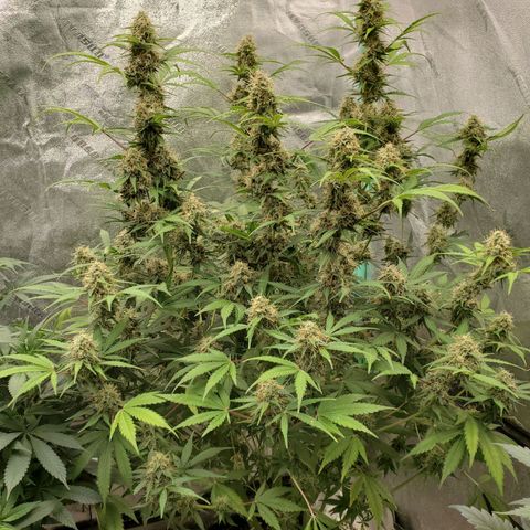 Wedding Cake Auto 1 [3/4] growlog timeline photo