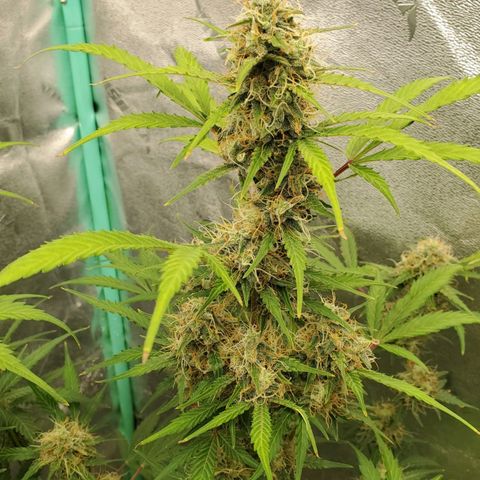 Wedding Cake Auto 1 [3/4] growlog timeline photo
