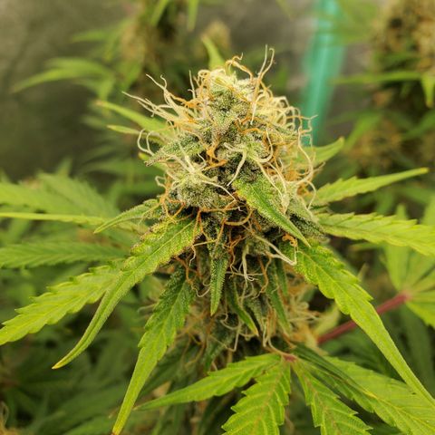 Wedding Cake Auto 1 [3/4] growlog timeline photo