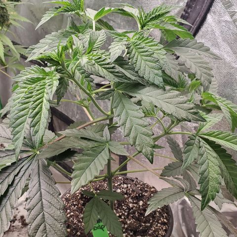 Vanilla Drip 1🍦 [6/24] growlog timeline photo