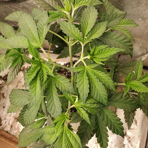 Vanilla Drip 1🍦 [6/24] growlog timeline photo