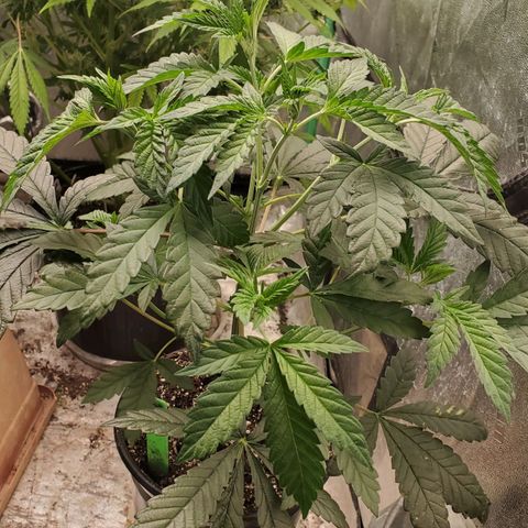 Vanilla Drip 1🍦 [6/24] growlog timeline photo