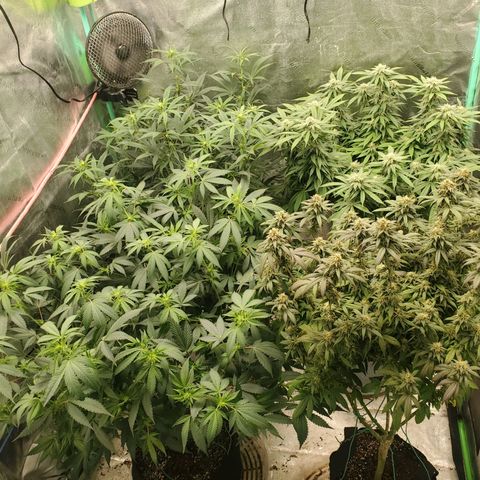 Scooby Snacks 1i 🐕 [4/15] growlog timeline photo