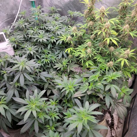 Dragon Mints 4💥 [4/29] growlog timeline photo