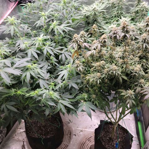Scooby Snacks 1i 🐕 [4/15] growlog timeline photo