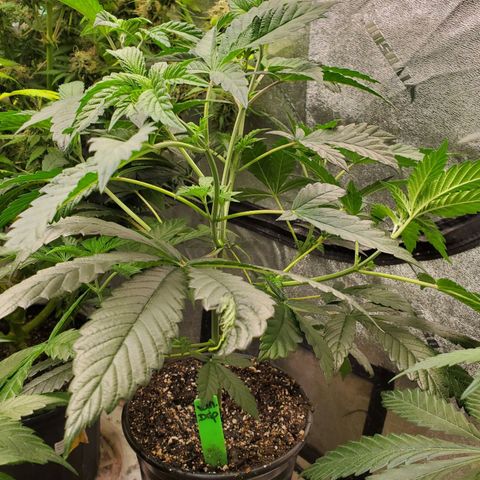 Vanilla Drip 1🍦 [6/24] growlog timeline photo