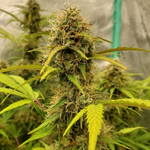Wedding Cake Auto 1 [3/4] growlog timeline photo