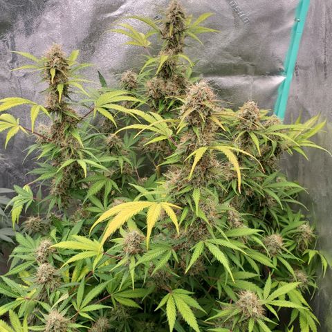 Wedding Cake Auto 1 [3/4] growlog timeline photo