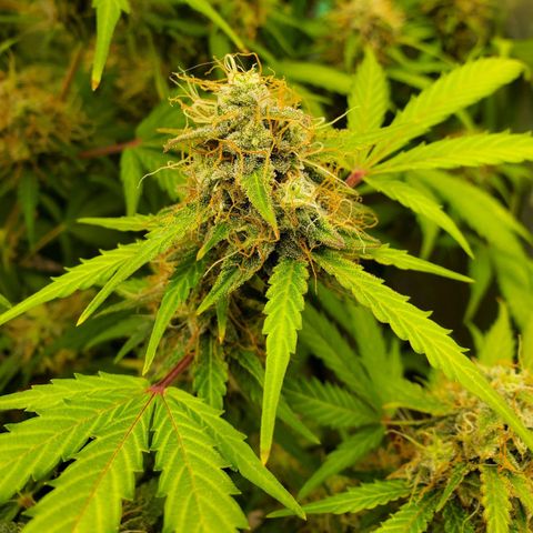 Wedding Cake Auto 1 [3/4] growlog timeline photo